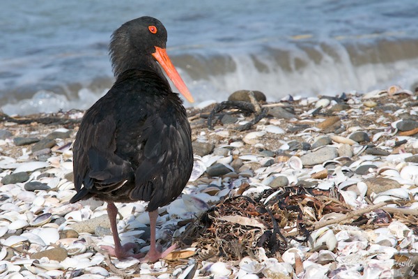 NewZealand 09 10  041